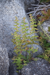Scutellaria galericulata