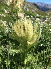 Cirsium spinosissimum