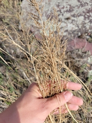 Sporobolus cryptandrus