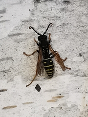 Polistes nimpha