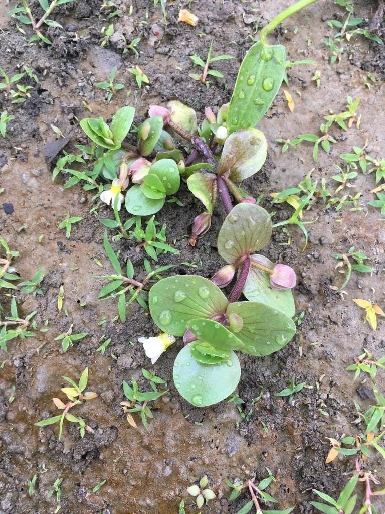 Disk waterhyssop (Bacopa rotundifolia)