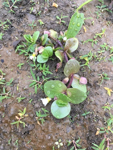 Disk waterhyssop (Bacopa rotundifolia)