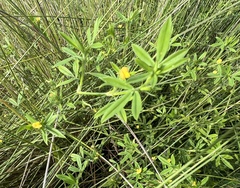 Stylosanthes biflora