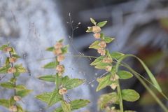 Scutellaria galericulata