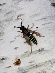Polistes nimpha