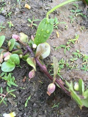 Bacopa rotundifolia