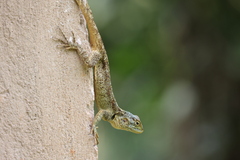 Acanthocercus ugandaensis