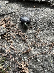 Onthophagus
