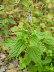 Scutellaria lateriflora
