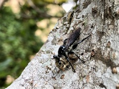 Andrenosomatini