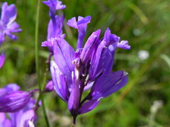 Polygala major