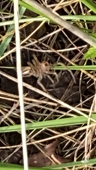 Lycosidae