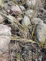 Muhlenbergia cuspidata