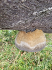 Fomitiporia hartigii