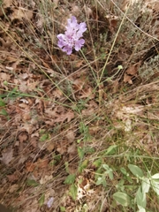 Dipsacoideae