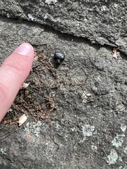 Onthophagus