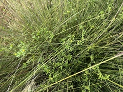 Stylosanthes biflora