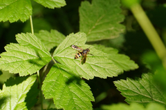 Temnostoma bombylans