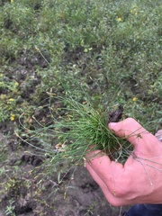 Eleocharis acicularis