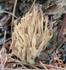 Clavulina cinerea