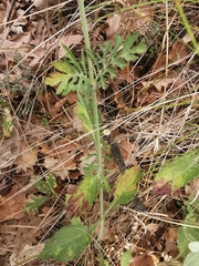 Dipsacoideae