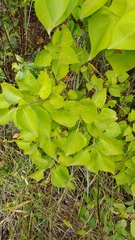 Syringa