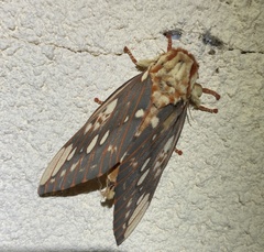 Citheronia brissotii