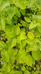 Syringa