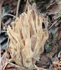 Clavulina cinerea