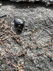 Onthophagus