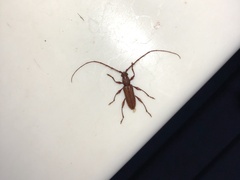 Allotraeus rufescens