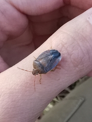 Piezodorus lituratus