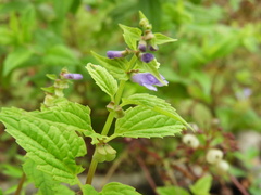 Scutellaria lateriflora
