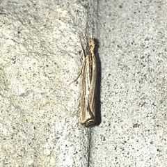 Agriphila vulgivagellus