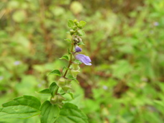 Scutellaria lateriflora