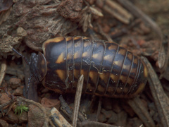 Glomeridae