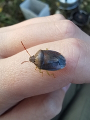 Piezodorus lituratus