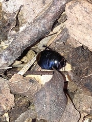 Pangaeus bilineatus