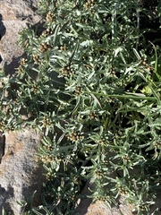 Gnaphalium uliginosum