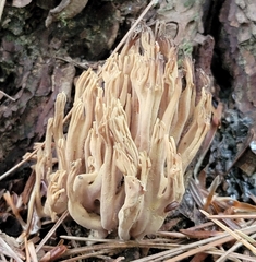 Clavulina cinerea