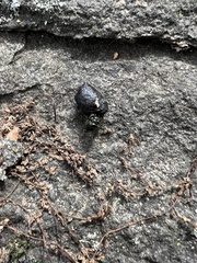 Onthophagus