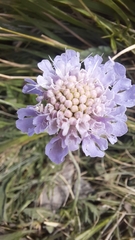 Dipsacoideae