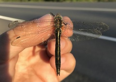 Cordulia aenea aenea