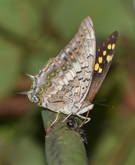 Charaxes solon