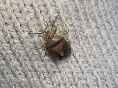 Piezodorus lituratus