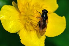 Cheilosia albitarsis