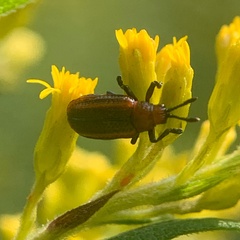 Microrhopala vittata