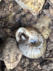 Triodopsis hopetonensis