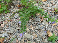 Scutellaria galericulata