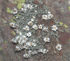 Castroviejoa frigida